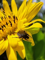 Oxythyrea funesta
