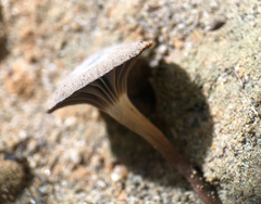 Camarophyllopsis