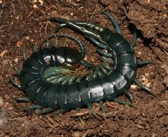 Scolopendridae