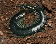Scolopendridae
