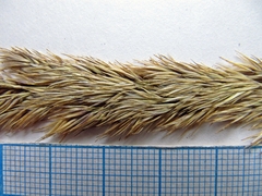 Calamagrostis extremiorientalis