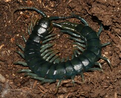 Scolopendridae