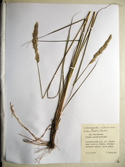 Calamagrostis extremiorientalis