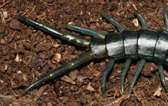 Scolopendridae