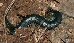 Scolopendridae