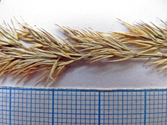 Calamagrostis extremiorientalis