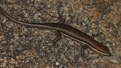 Trachylepis varia