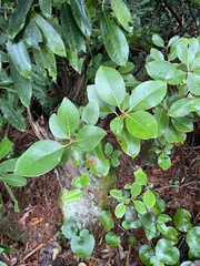 Rhododendron minus