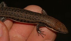 Trachylepis varia