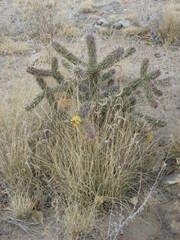 Cylindropuntia