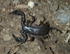 Opisthacanthus
