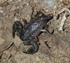 Opisthacanthus