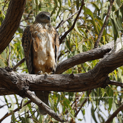 Erythrotriorchis radiatus