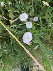 Convolvulus arvensis