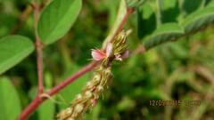 Indigofera astragalina