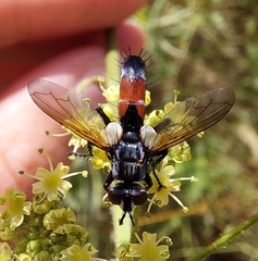 Cylindromyia brassicaria