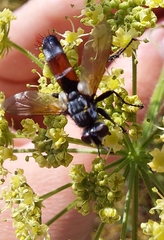 Cylindromyia brassicaria