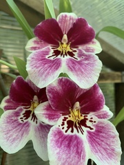 Miltoniopsis