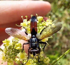 Cylindromyia brassicaria
