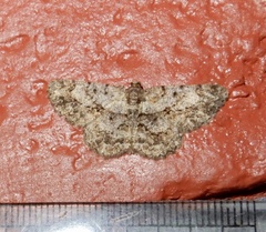 Psilalcis breta breta