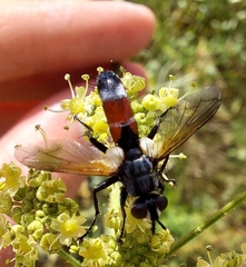 Cylindromyia brassicaria