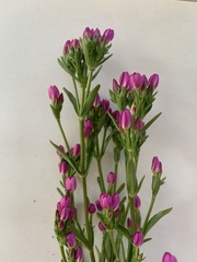 Centaurium littorale