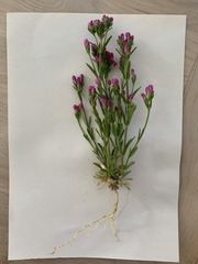 Centaurium littorale