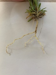 Centaurium littorale