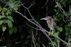 Butorides striata