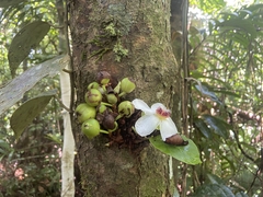 Dillenia philippinensis