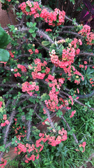 Euphorbia milii