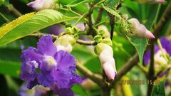 Strobilanthes spiciformis