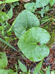 Hexastylis shuttleworthii