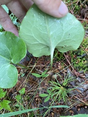 Hexastylis shuttleworthii