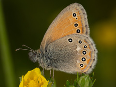 Coenonympha amaryllis