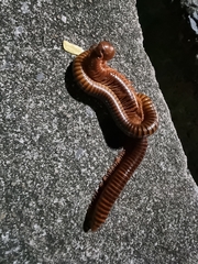 Thyropygus allevatus