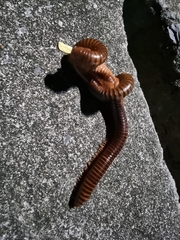 Thyropygus allevatus