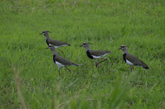 Vanellus chilensis