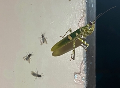 Creobroter meleagris