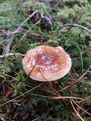 Cortinarius seidliae