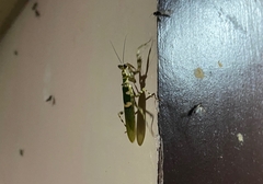 Creobroter meleagris