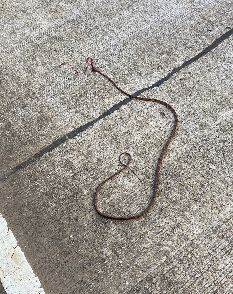 Philippine Blunt-headed Tree Snake from Taft, Eastern Samar ...