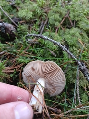Cortinarius seidliae