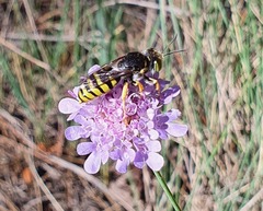 Bembix tarsata