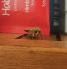 Charanyca trigrammica