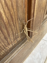 Acrida turrita