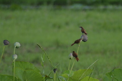 Certhiaxis cinnamomeus