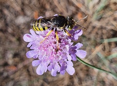Bembix tarsata