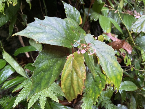 Begonia samarensis