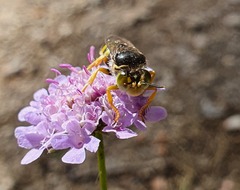 Bembix tarsata